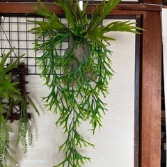 フェイクグリーン　コウモリラン