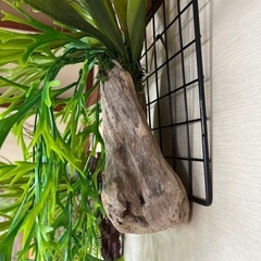 フェイクグリーン　コウモリランの画像