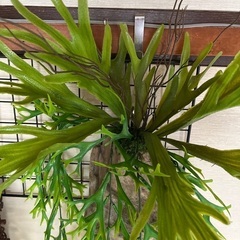 フェイクグリーン　コウモリランの画像