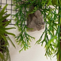 フェイクグリーン　コウモリランの画像