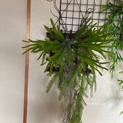 フェイクグリーン　コウモリ蘭の画像