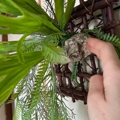 フェイクグリーン　コウモリ蘭の画像