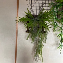 フェイクグリーン　コウモリ蘭の画像