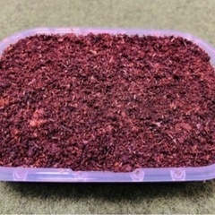 ヨーロッパイエコオロギの卵・800円