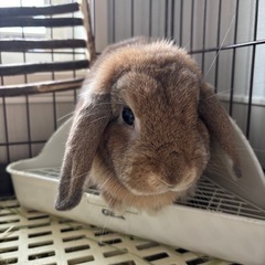 ホーランドロップ　里親募集