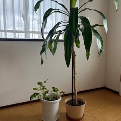 観葉植物