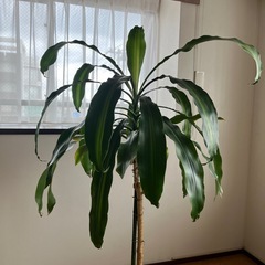 観葉植物の画像