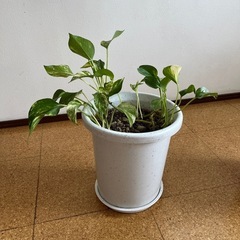観葉植物の画像