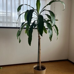 観葉植物の画像