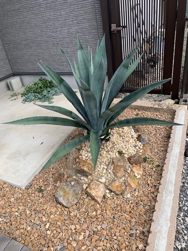 アガベアメリカーナ