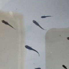 オロチ鰭長メダカの若魚〜稚魚（1センチ〜1、5センチ） 7匹500円からで＋１匹50円です。 新しく産まれてきた個体が成長してきたので数を増量して投稿します🎵の画像