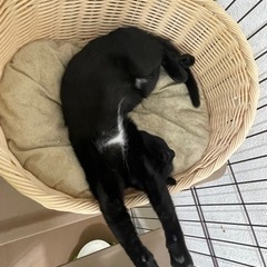 仮名:ぽんちゃん - 広島市