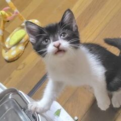 寝顔がかわいいハチワレ女子♡