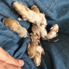 おデグを可愛がってくれる方