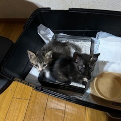 無事里親決まりました。最後に一匹が決まらず、ニ匹預かってくれて、...