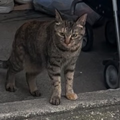 猫を探しています。