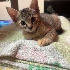 家族に迎えてください