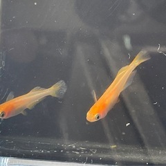 メダカ　篤姫の画像