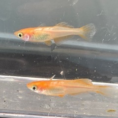 メダカ　篤姫の画像