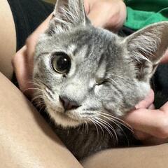 保護猫を迎えよう‼️6-7くん去勢済み - 米子市