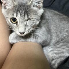 保護猫を迎えよう‼️6-7くん去勢済み - 猫