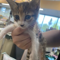 子猫の里親募集！！