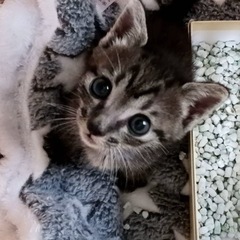 とっても可愛いキジの男の子❣️