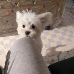 パピーの友達になって色々教えてください♡ - 世田谷区