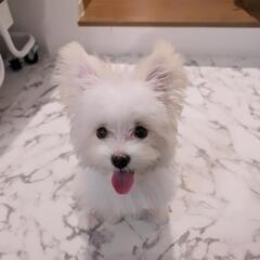 パピーの友達になって色々教えてください♡