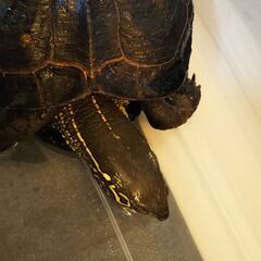 亀の里親募集