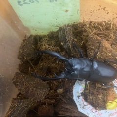 ニジイロクワガタペアセット     その他多数の画像