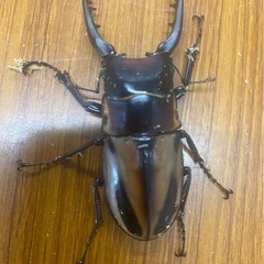 ニジイロクワガタペアセット     その他多数の画像