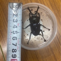 ニジイロクワガタペアセット     その他多数の画像