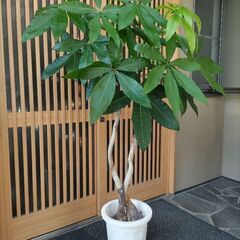 (取引中) 大型パキラ