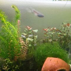 ミナミヌマエビと水草の画像