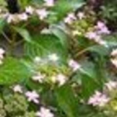 アジサイ　鉢植え　剪定済の画像