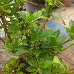 アジサイ　鉢植え　剪定済の画像