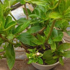 アジサイ　鉢植え　剪定済の画像