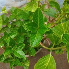 アジサイ　鉢植え　剪定済の画像