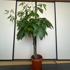 パキラ　観葉植物　鉢付き
