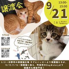 保護ねこ譲渡会イベント in ココエルマ　多摩市