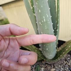 アロエベラ　鉢植えの画像