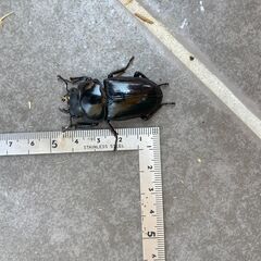 オオクワガタペア♂♀