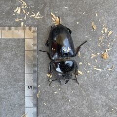 オオクワガタ♀