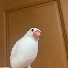 里親募集 白文鳥