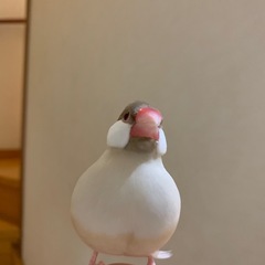 里親募集 シナモン文鳥