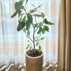 観葉植物　フィカス　アルテシマ