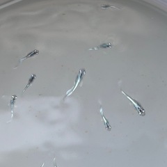 メダカ若魚