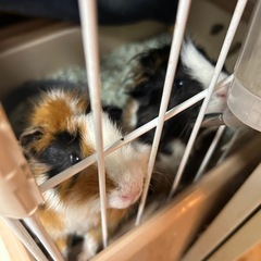 仲良しモルモット2頭の里親募集