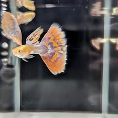 国産 RREA アクアマリンピンクテールグッピー の画像